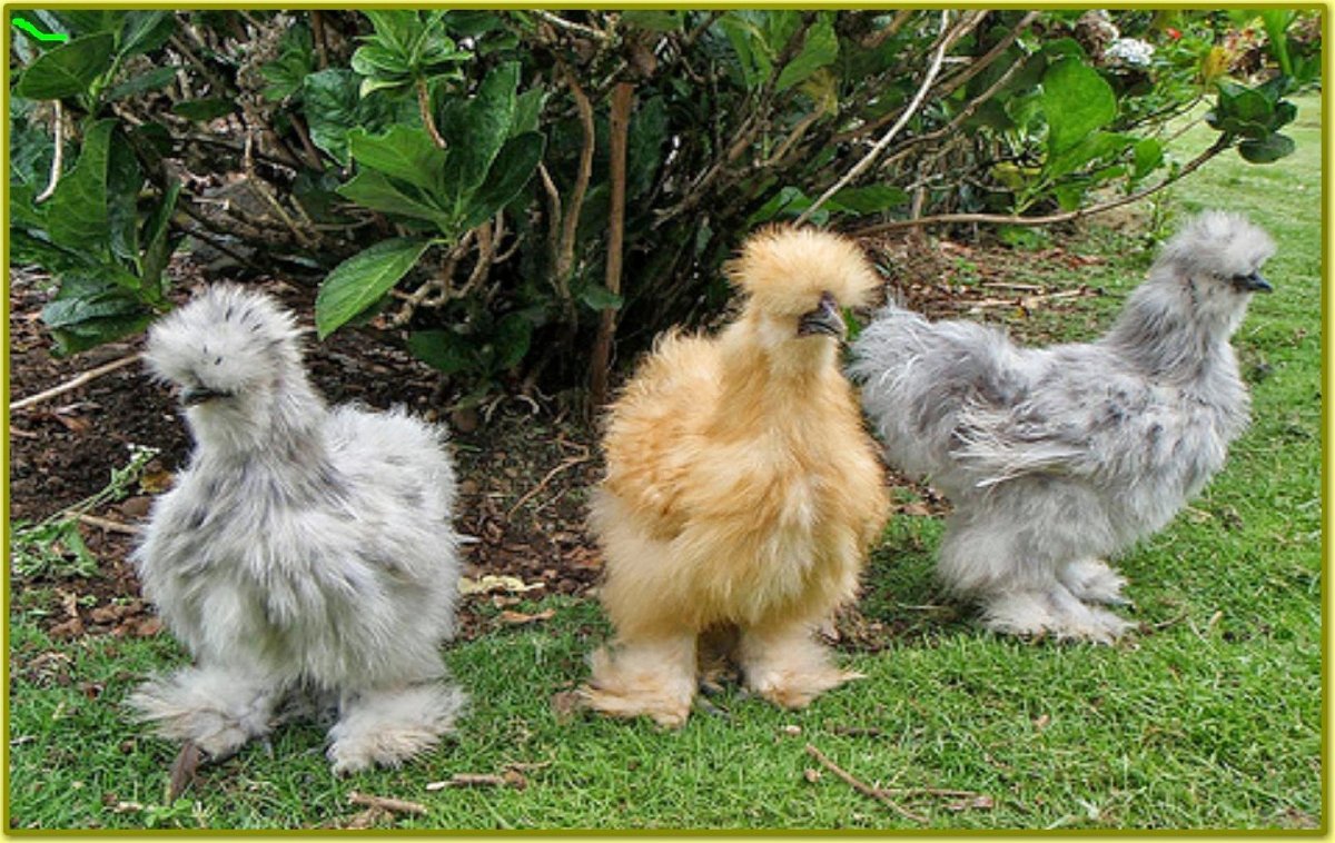 Китайская шелковая Сплеш