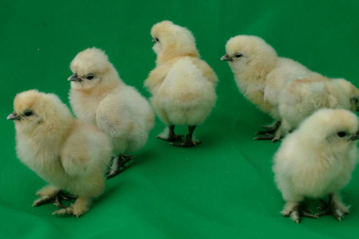 Цыплята китайской шелковой