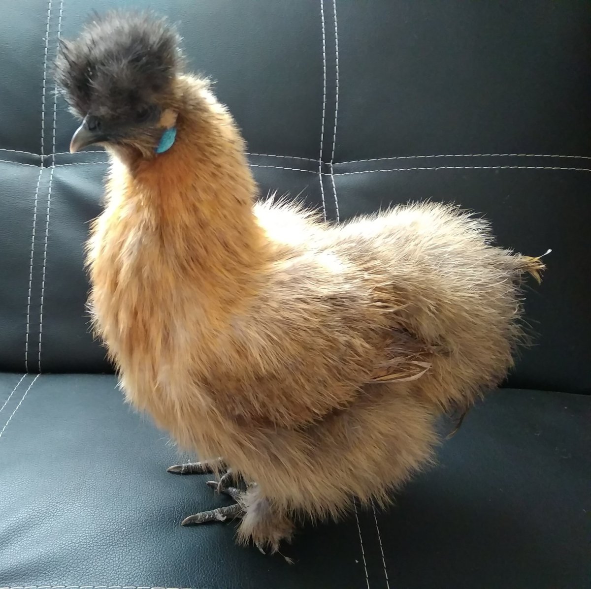 Цыплята с пушистыми лапами