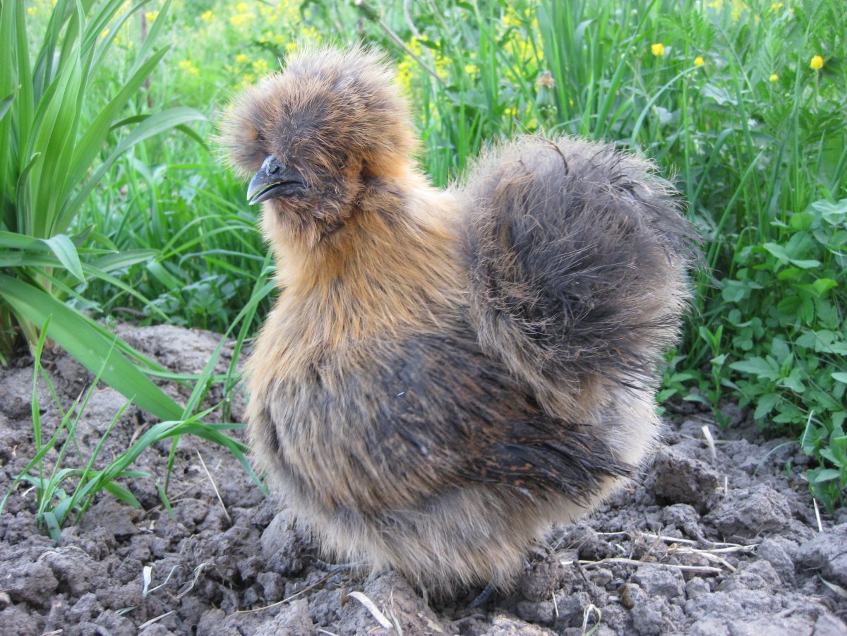 Китайская шелковая куропатчатая