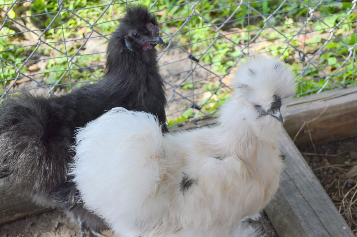 Китайская хохлатая шелковая курица