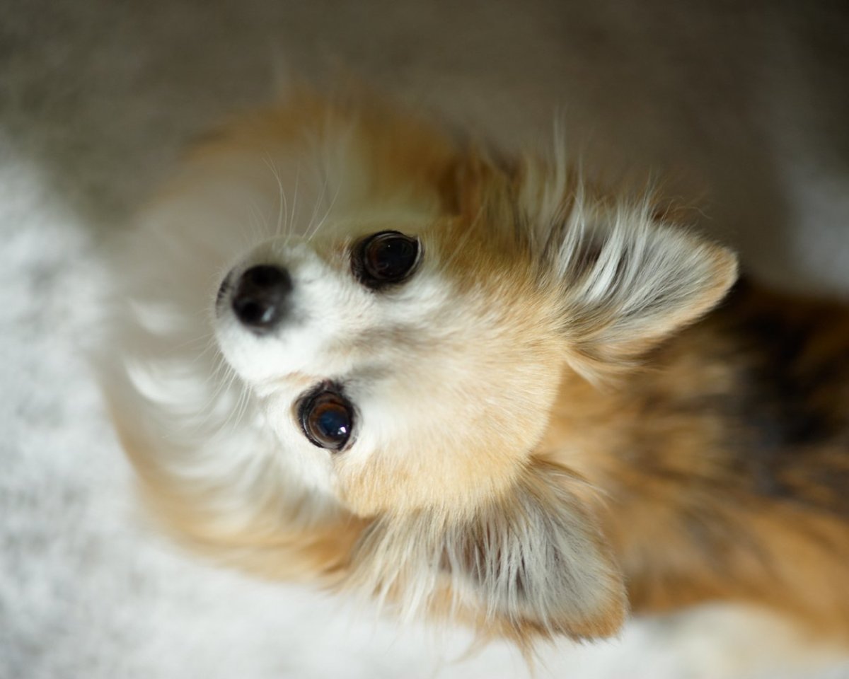 Чихуахуа Мишель