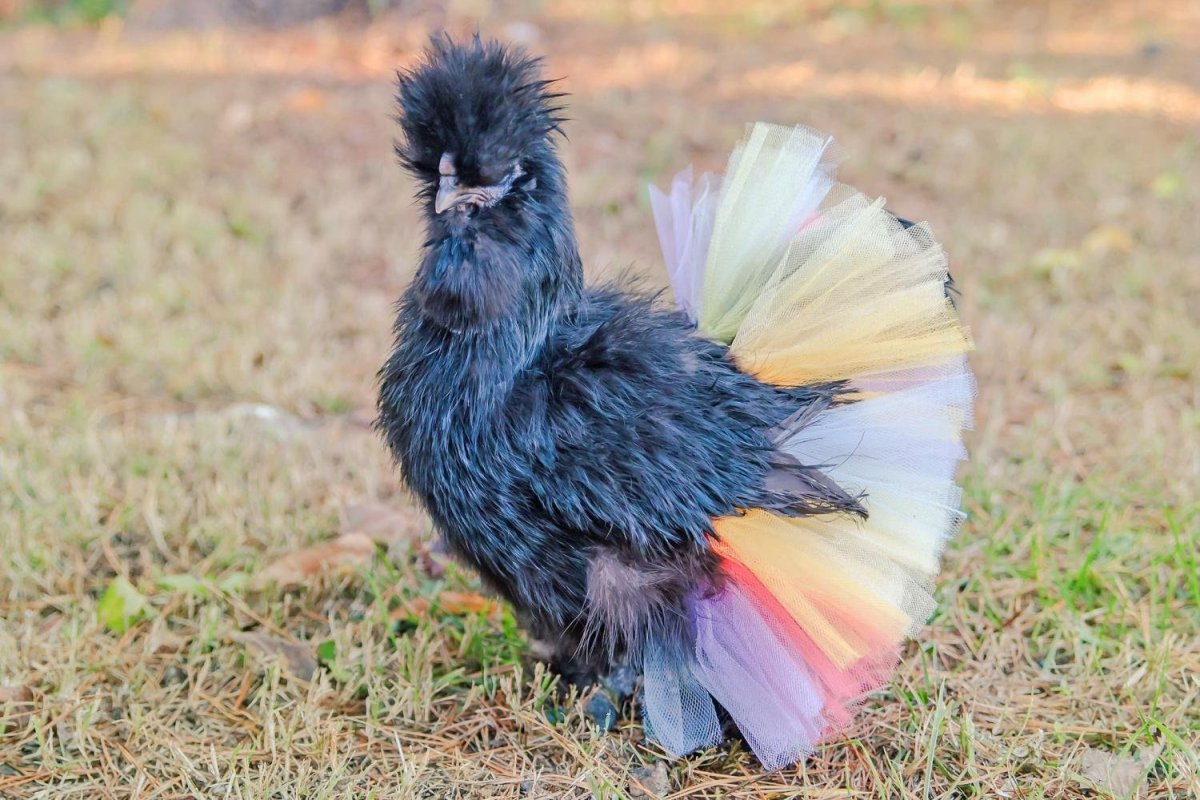 Китайские шелковые куры