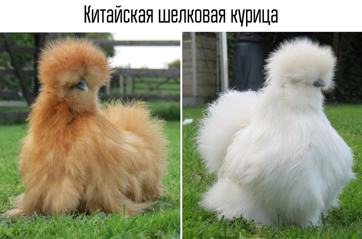 Китайская хохлатая курица