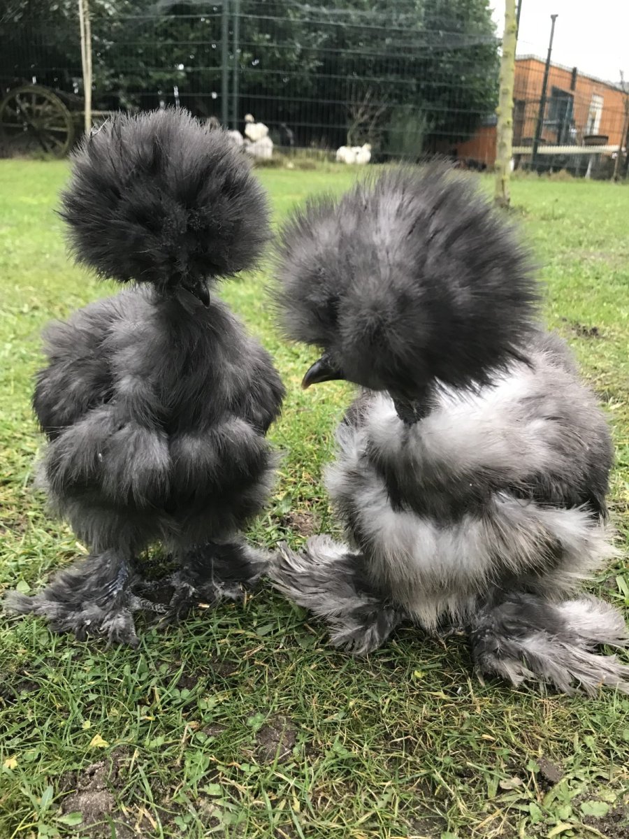 Китайская порода кур