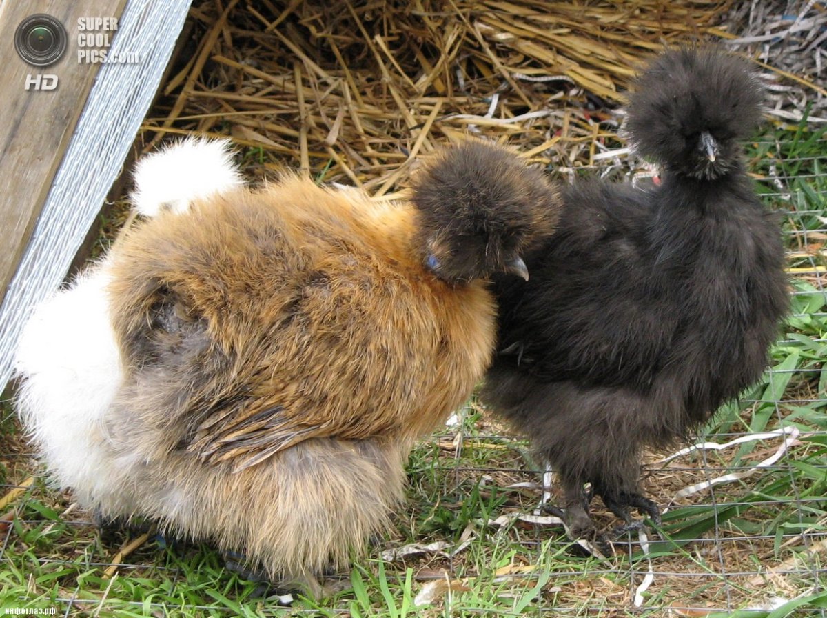 Китайская хохлатая курица черная