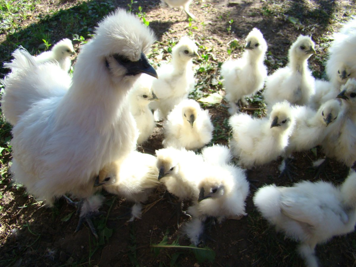 Китайская шелковая Брама