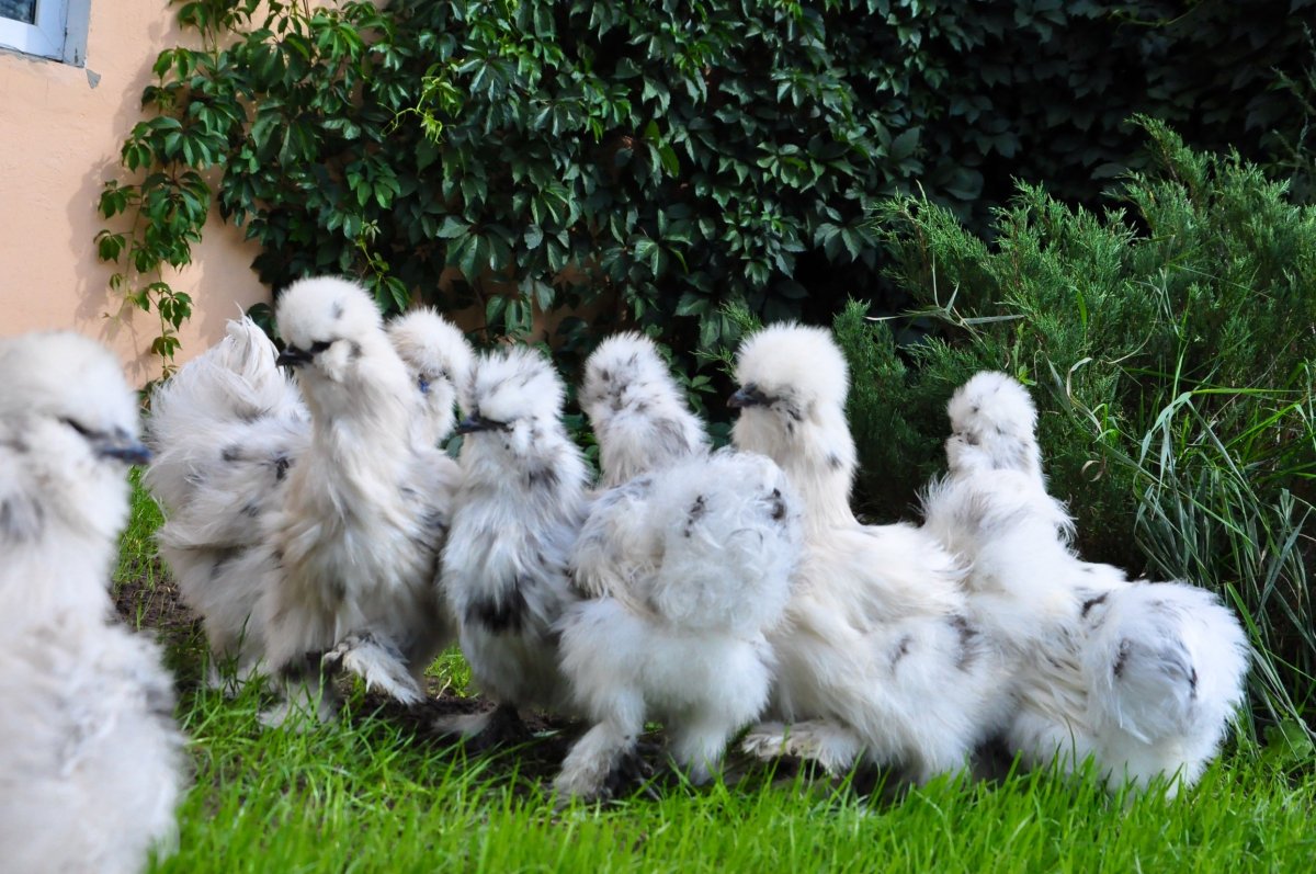 Китайская шелковая Брама