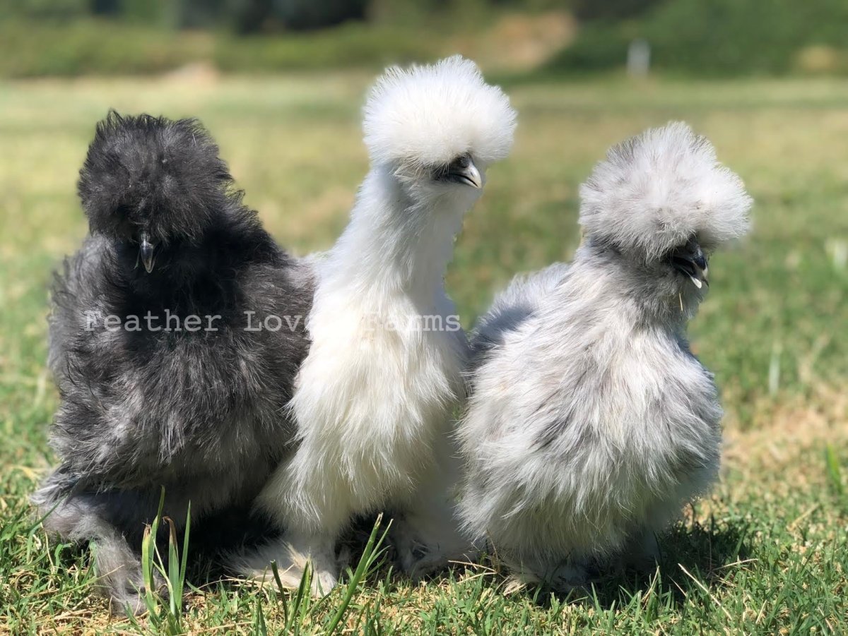 Китайские шелковые куры далматинец