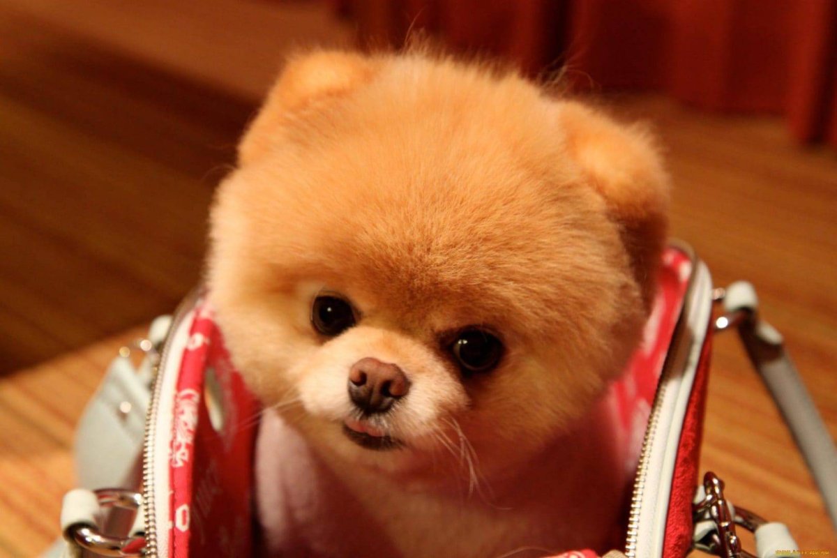 Померанский шпиц jiffpom