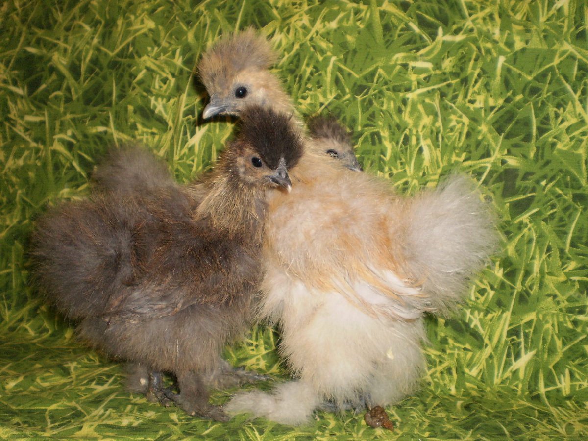 Китайские шёлковые безбиродые