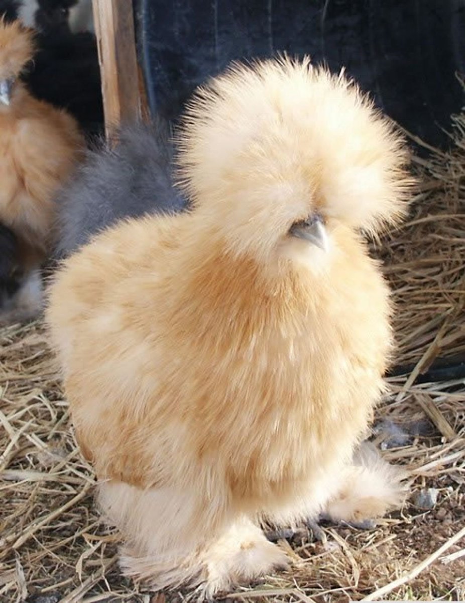 Порода кур китайская шелковая цыплята