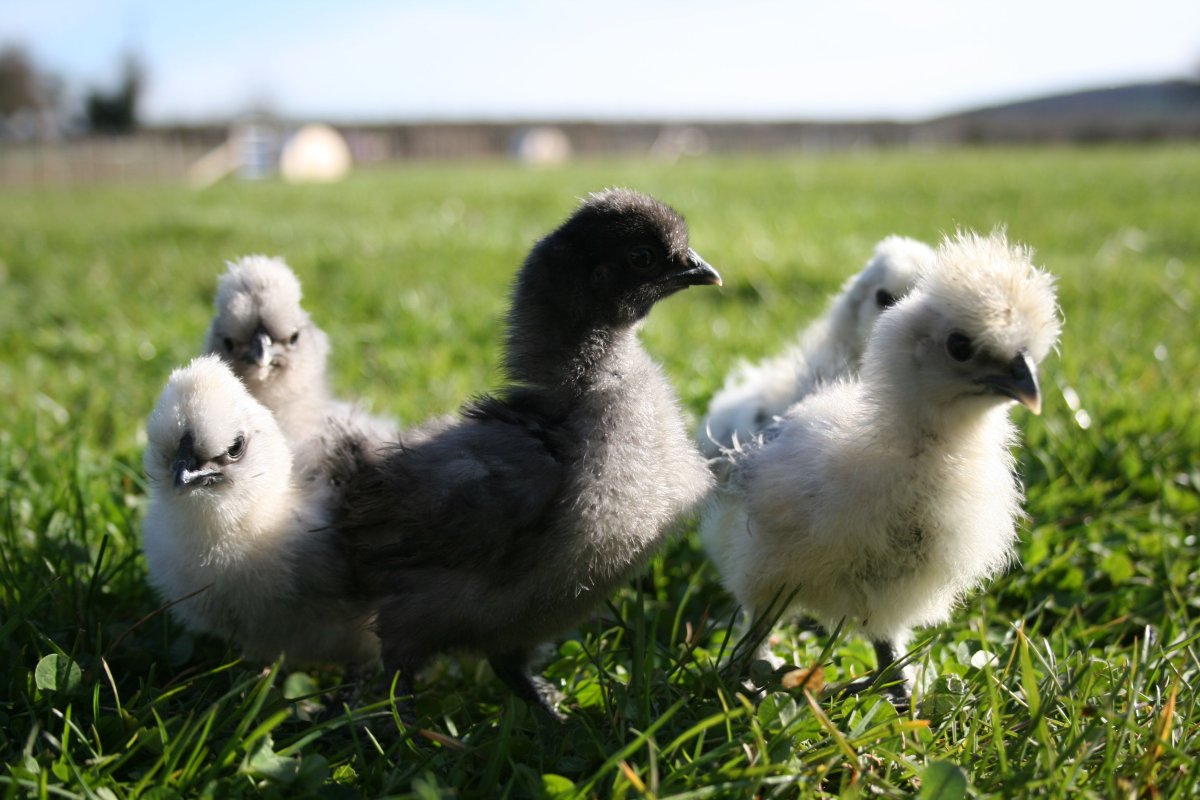 Китайская шелковая Брама