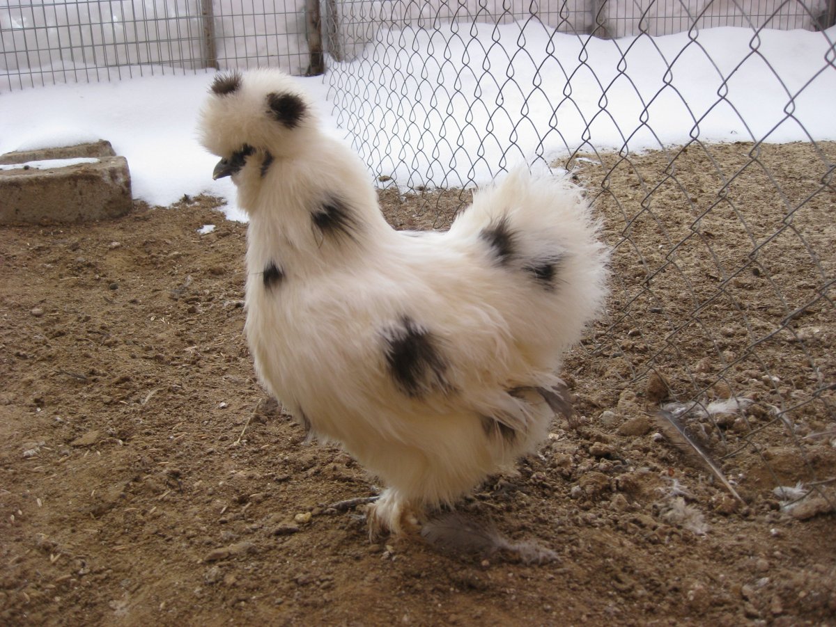 Китайская пушистая курица