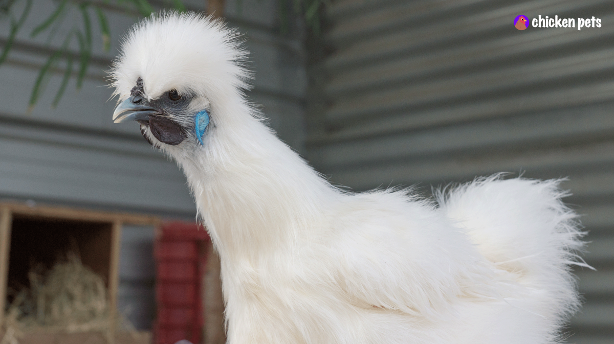 Цыпленок шелковой курицы