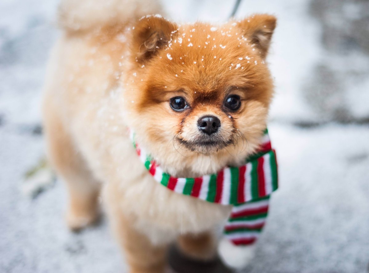 Померанский шпиц jiffpom