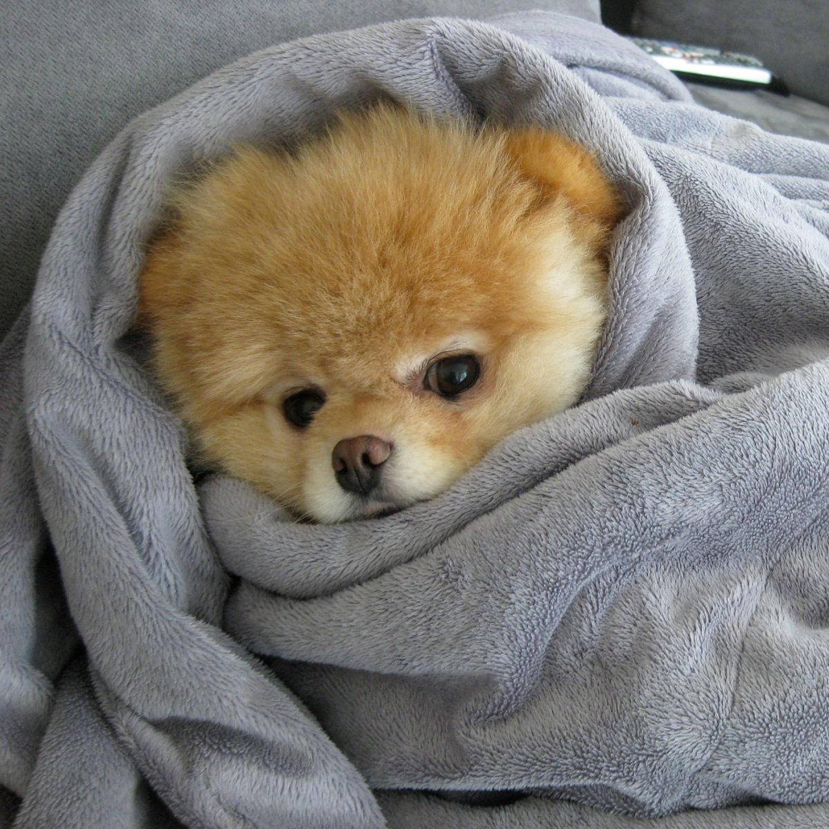 Померанский шпиц Джифф