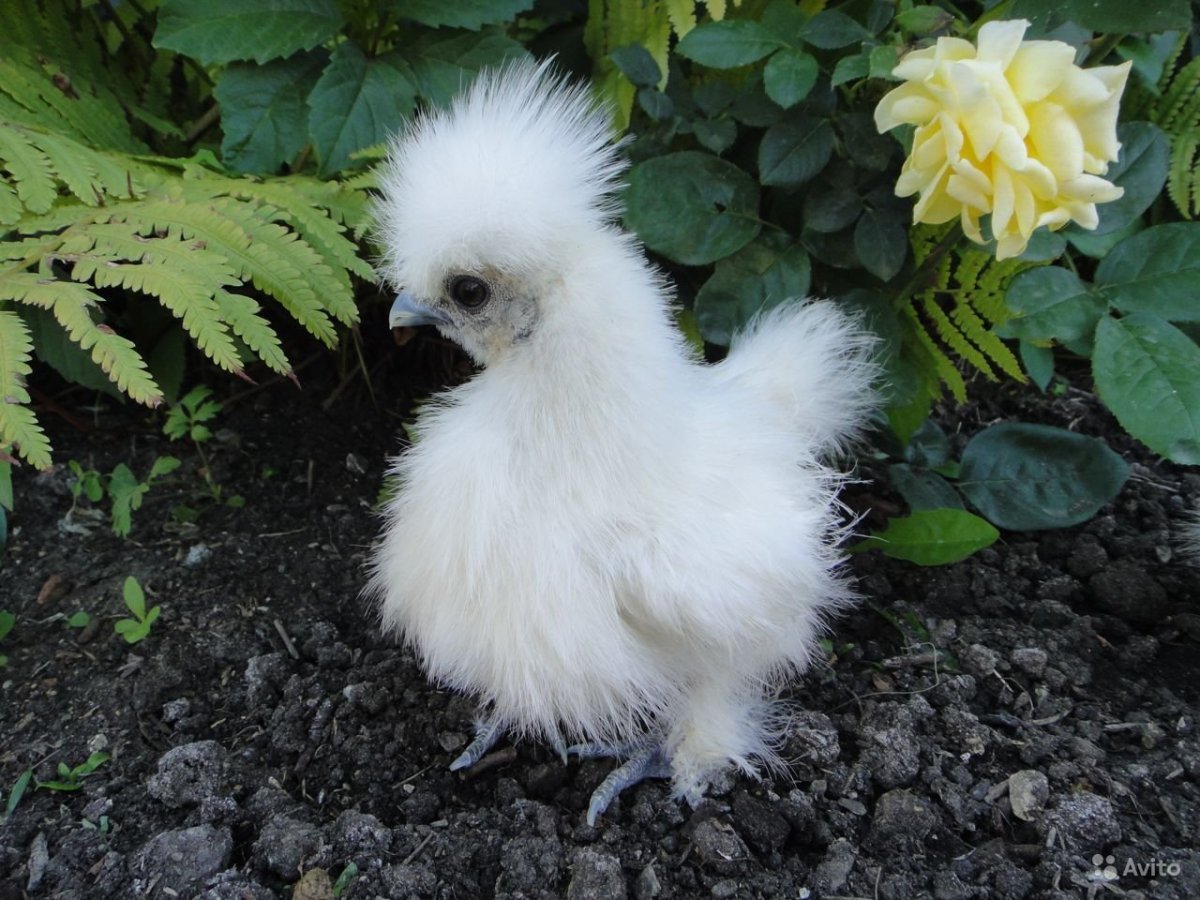 Шелковые куры голошейки