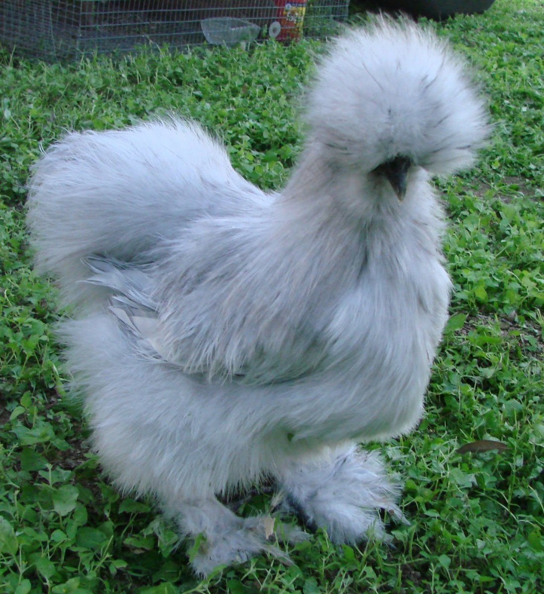 Китайская шелковая КША