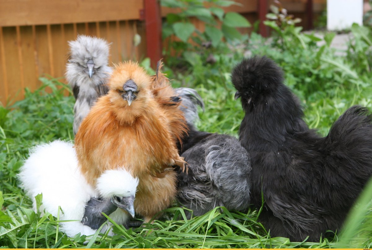 Китайские хохлатые куры