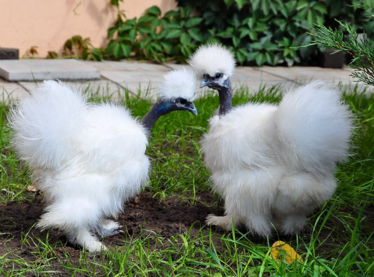 Порода кур с пушистыми щеками