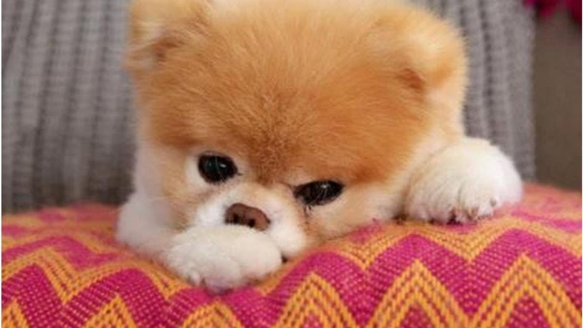 Померанский шпиц Boo