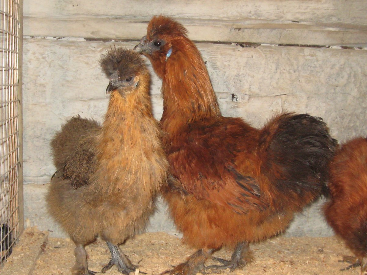 Черные куры Аям Цемани