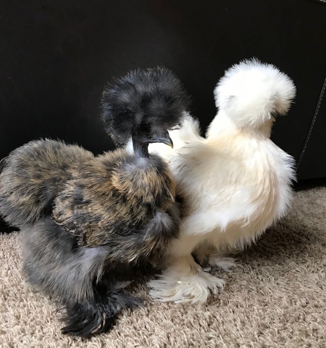 Китайский шелковый цыпленок суточный