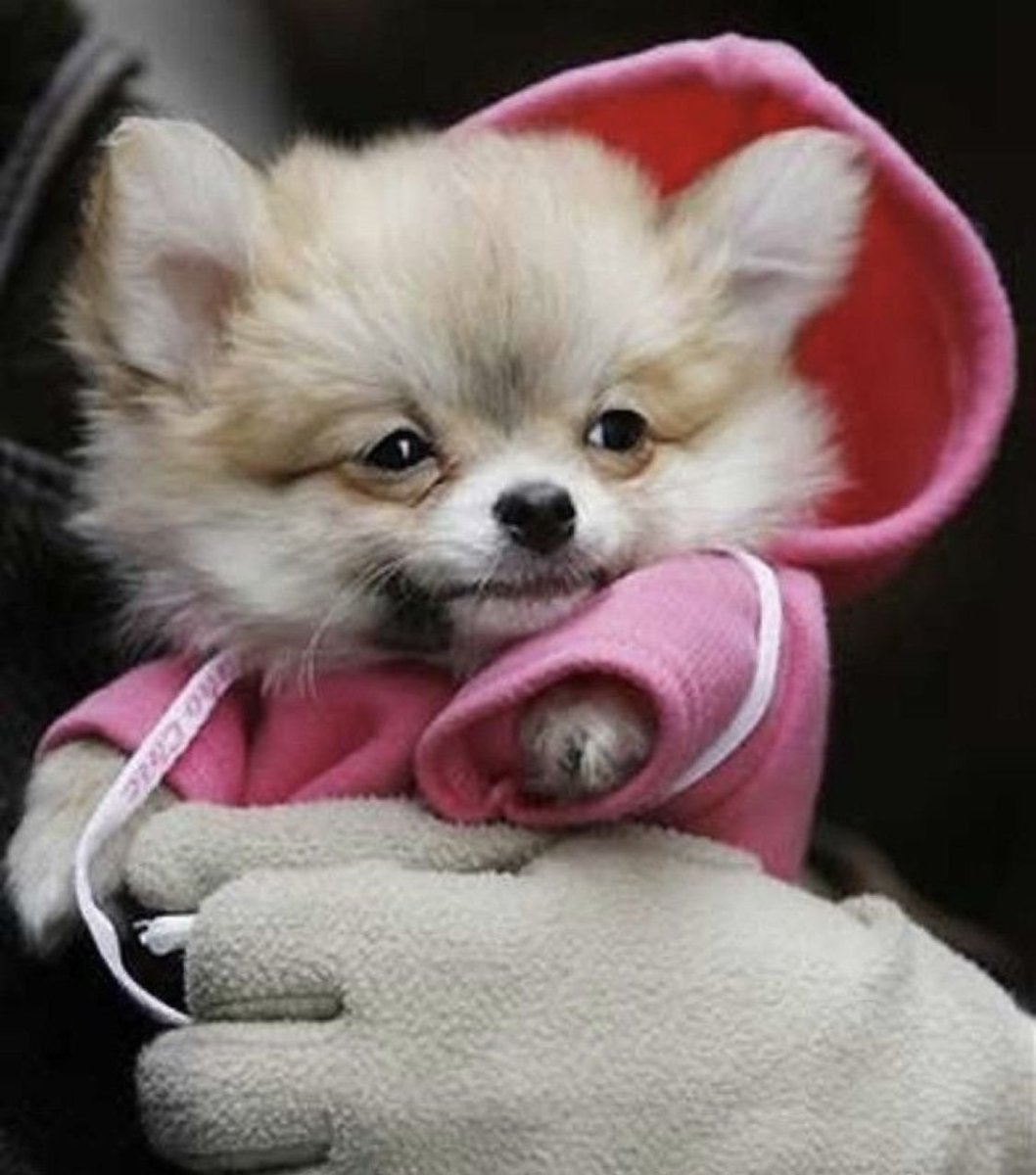 Шпиц Шунсуке белый