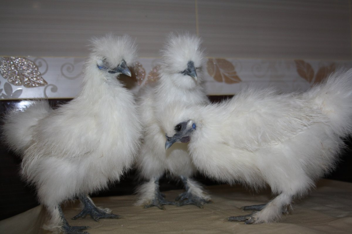 Хохлатая Курочка падуан