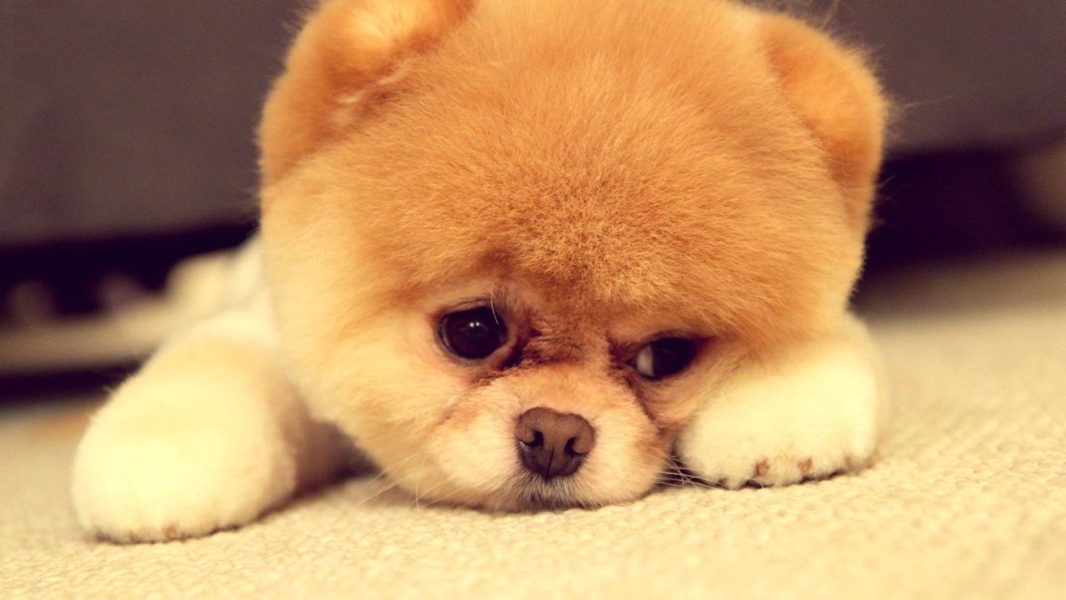 Померанский шпиц