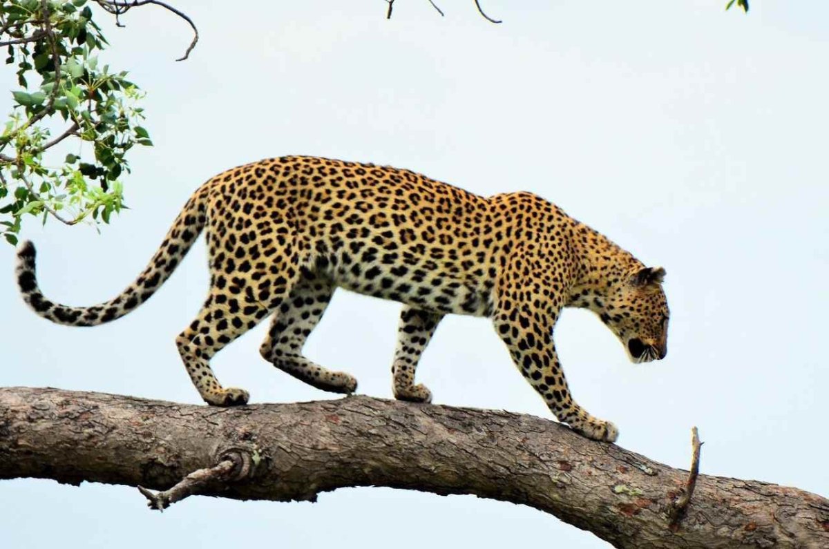 Африканский леопард на дереве