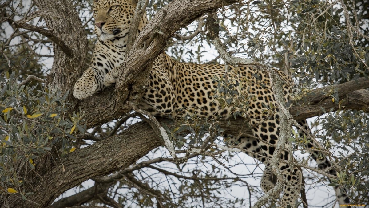 Леопард отдыхает на дереве