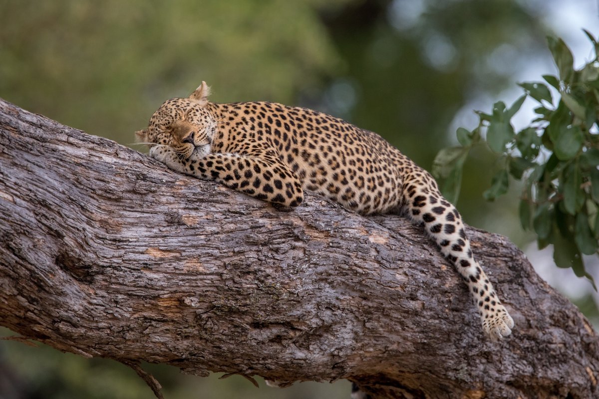 Яванский леопард
