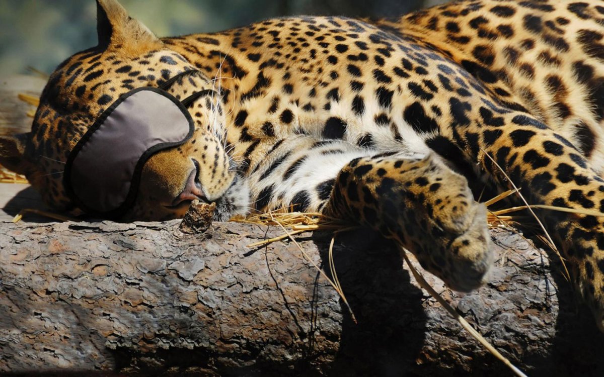 Картины животных в природе