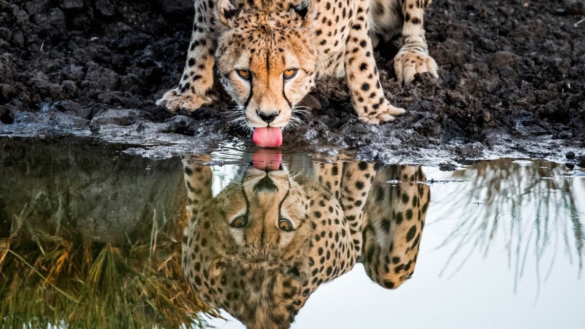 Отражение леопарда в воде