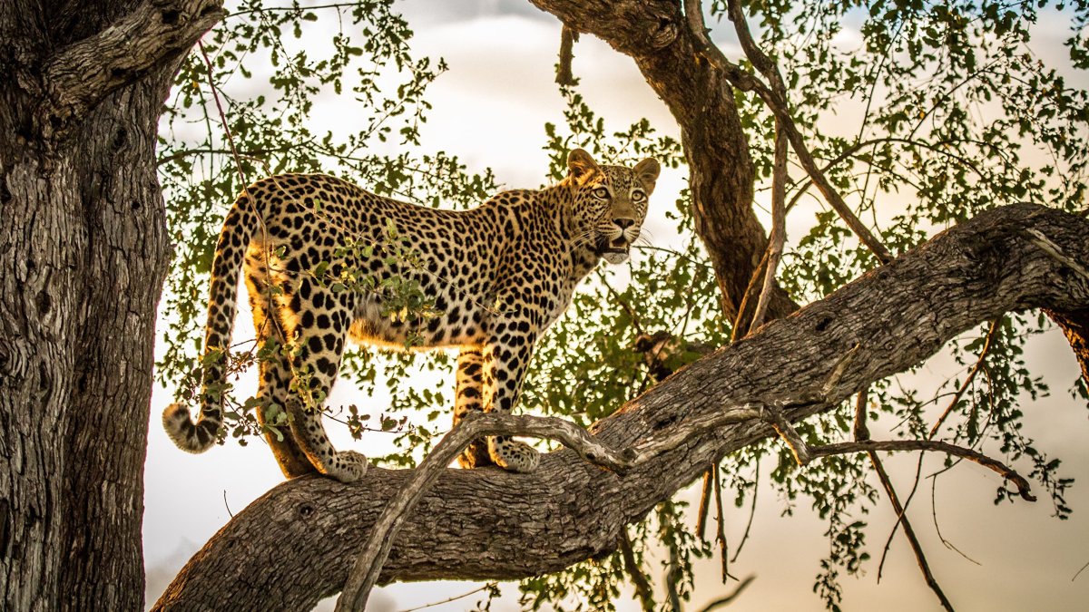 Леопард гепард в дикой природе