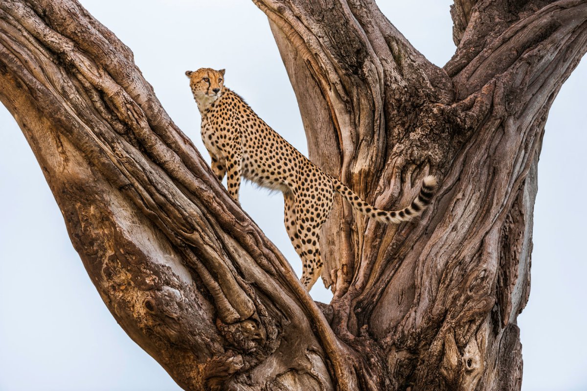 Леопард Шриланский