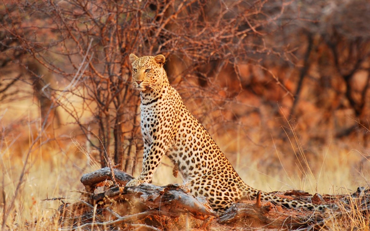 Гепард гепард гепард гепард