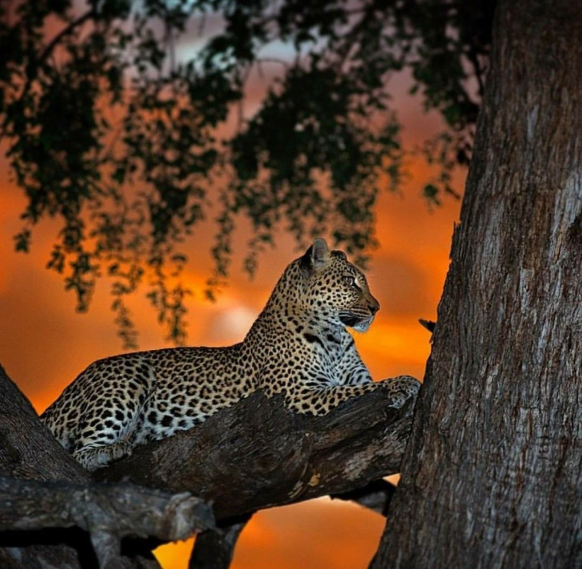Леопард гепард в дикой природе