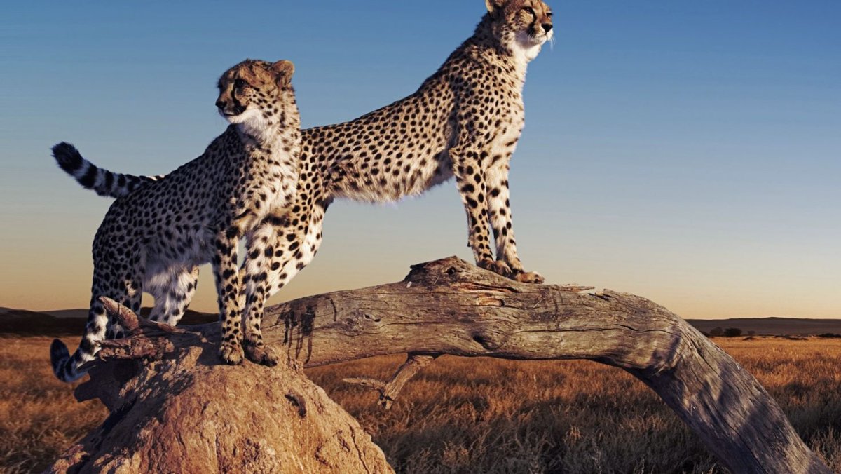 Домашний гепард