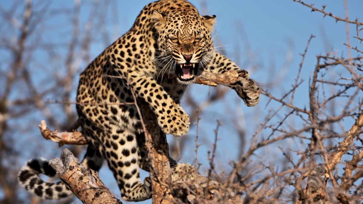 Нападающий леопард