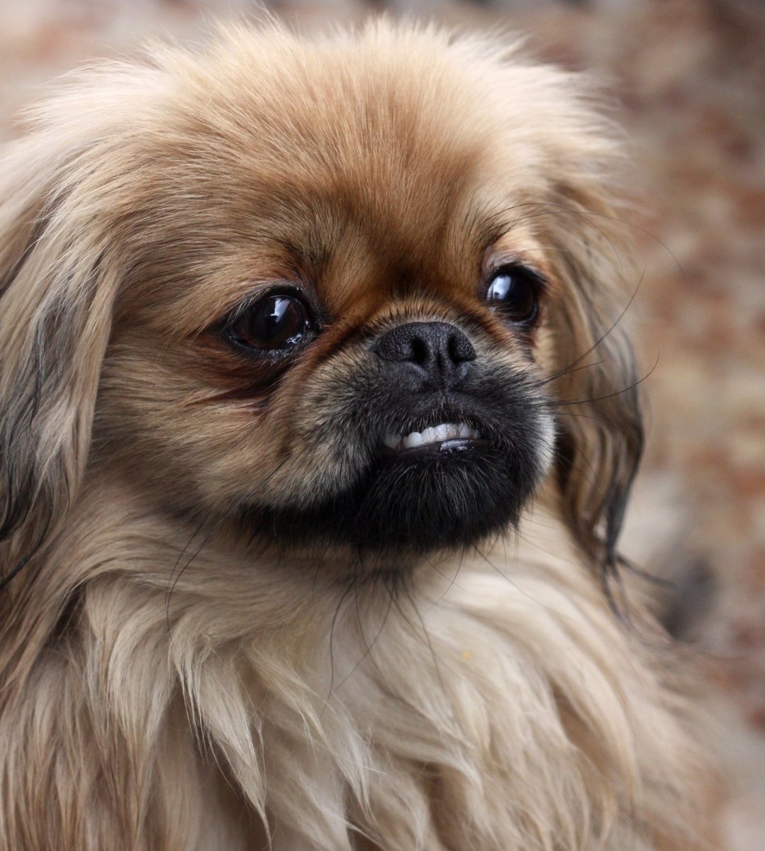 Порода Кинг Чарльз спаниель