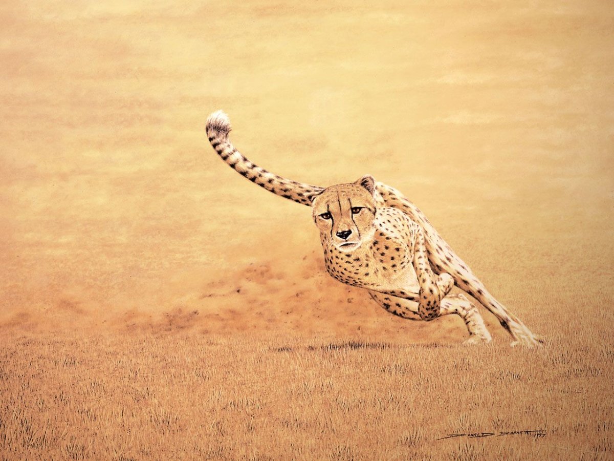 Гепард бежит