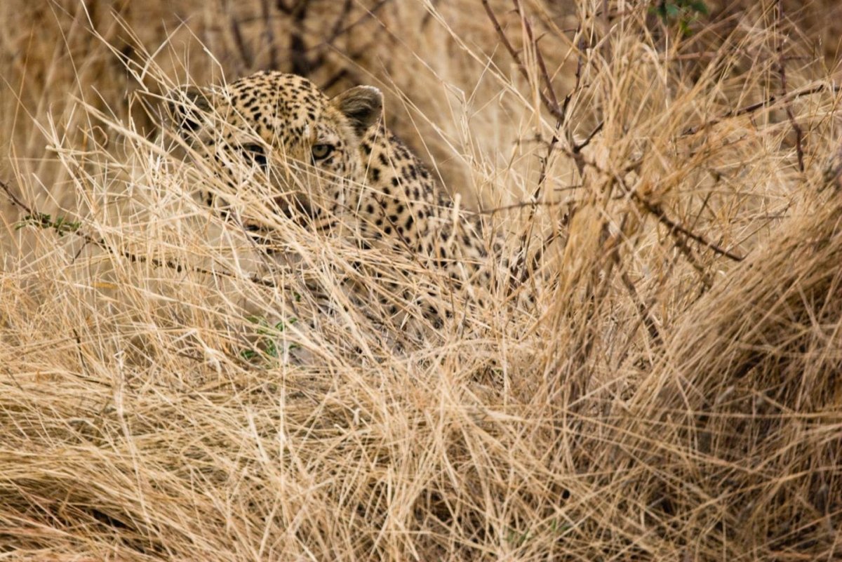 Художник анималист Фабрицио