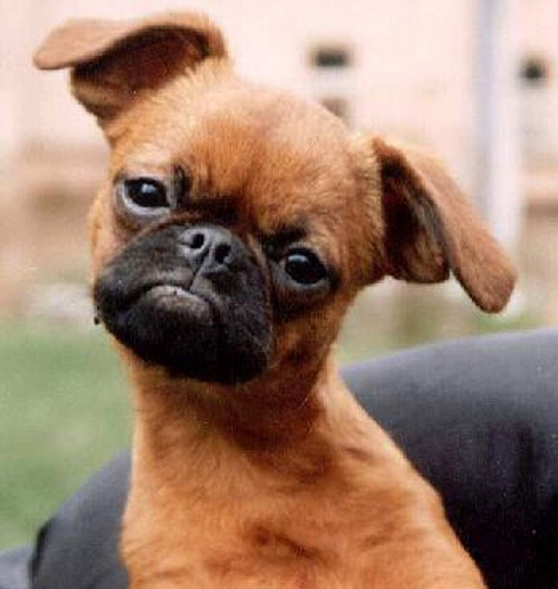 Самая страшная порода собак