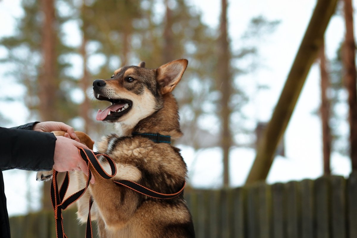 Эстетика собачек