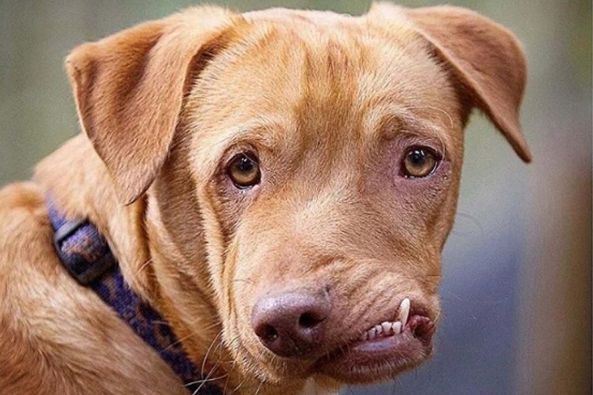 Чихуахуа голубой Мерле