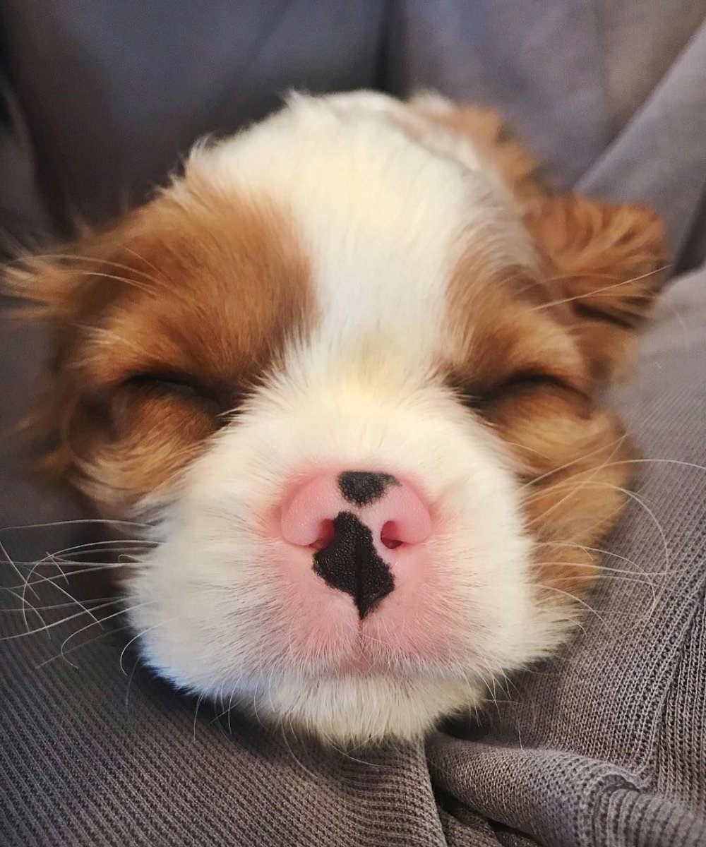 Самый милый носик у животного