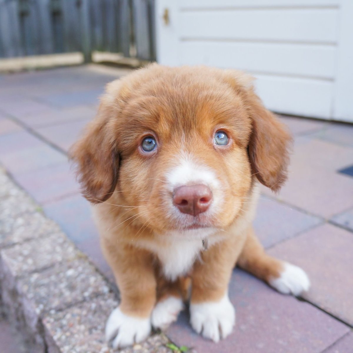 Померанский шпиц jiffpom